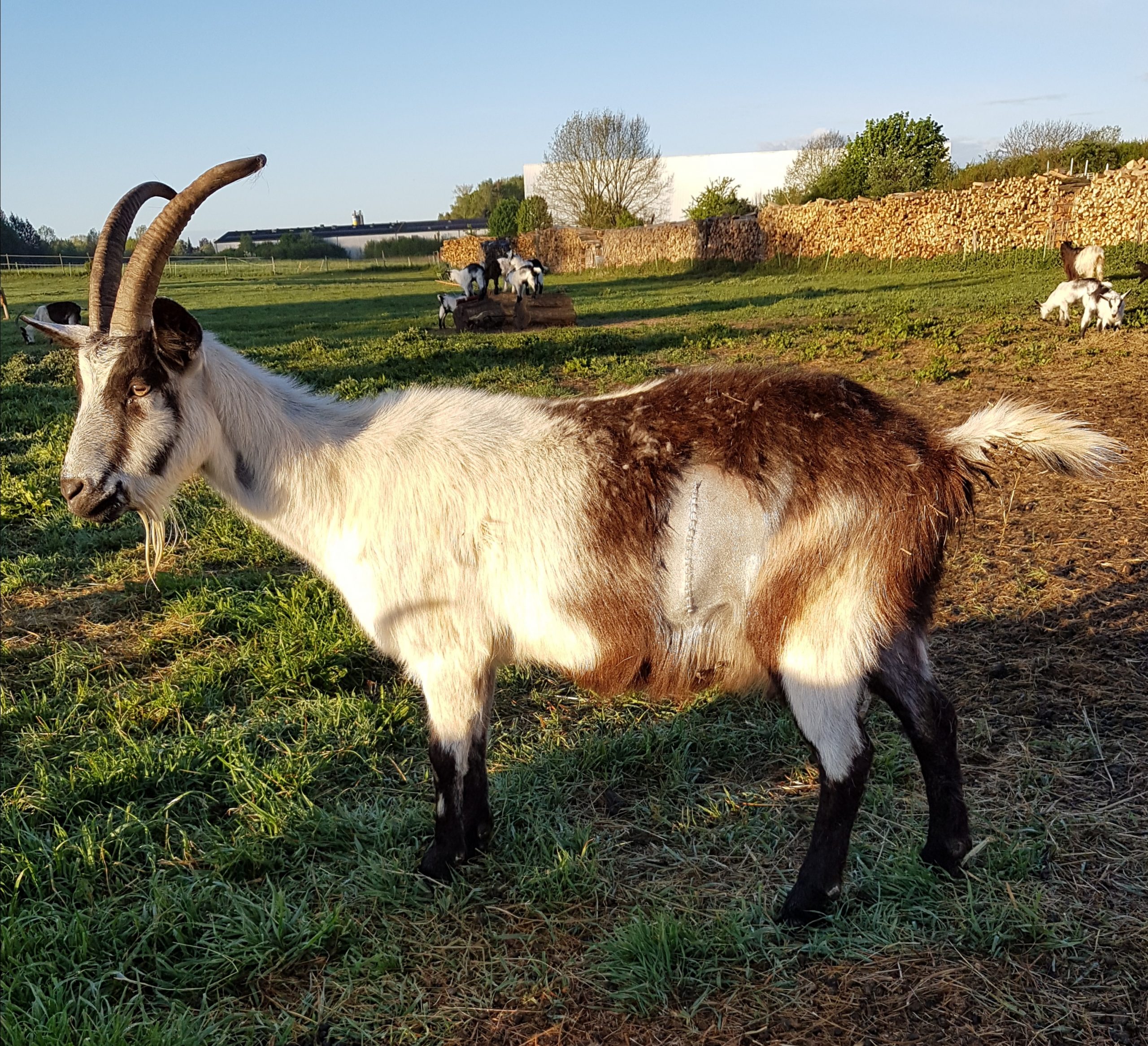 Kaiserschnitt Ziege